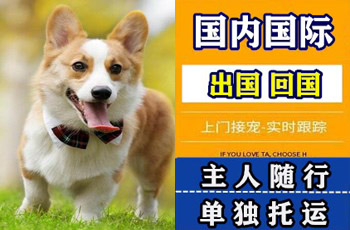 延边州宠物托运公司延边州宠物托运公司延边州宠物托运公司