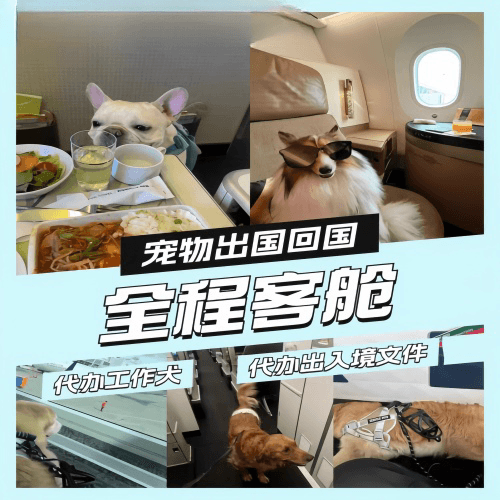 延边州宠物托运到白俄罗斯宠物入境规定和要求